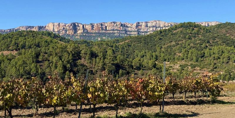 Volta al Priorat amb un tastet al Celler MAIUS 